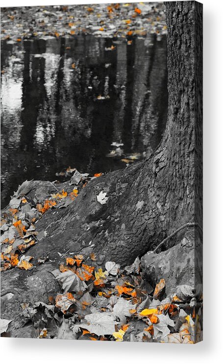 Tree Acrylic Print featuring the photograph Autumns Reflection by Photographic Arts And Design Studio