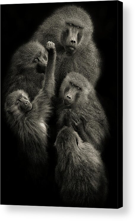 Baboon Acrylic Print featuring the photograph Baboons  United  by Mario Moreno