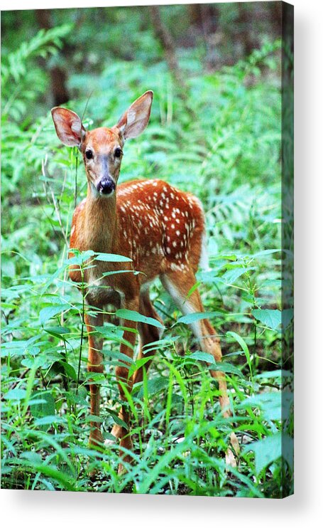 Fawn Acrylic Print featuring the photograph Baby Fawn by Lorna Rose Marie Mills DBA Lorna Rogers Photography