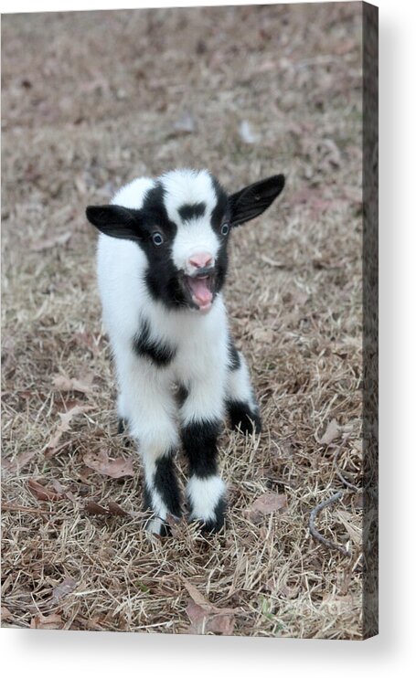 Baby Goat Acrylic Print featuring the photograph Baby Goat 2 of 8 by Dwight Cook