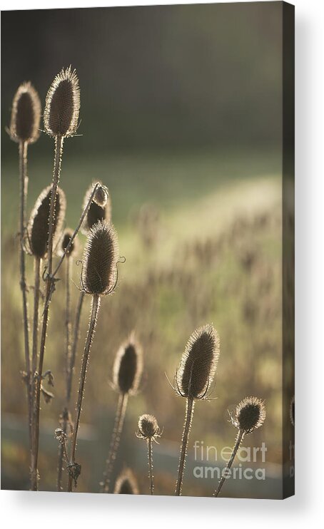 Anne Gilbert Acrylic Print featuring the photograph Backlit Teasel by Anne Gilbert