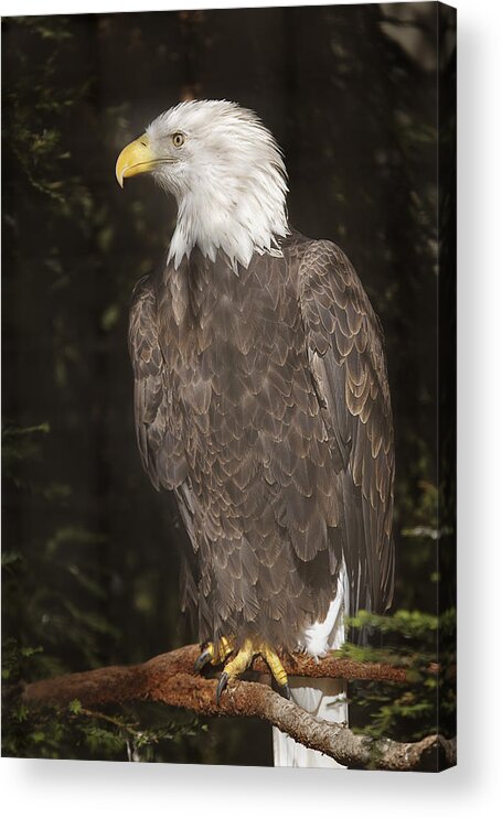 Animal Acrylic Print featuring the photograph Bald Eagle by Brian Cross