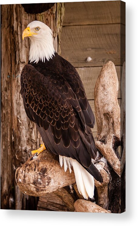 2008 Acrylic Print featuring the photograph Bald Eagle by Melinda Ledsome