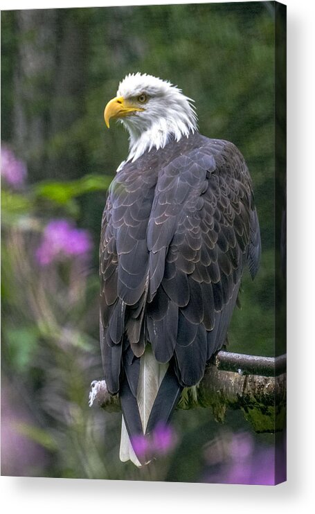 Eagle Acrylic Print featuring the photograph Bald Eagle by Saya Studios