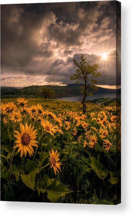 Rowena Crest Acrylic Print featuring the photograph Balsamroot Heaven by Dan Mihai