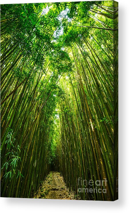Bamboo Forest Acrylic Print featuring the photograph Bamboo Sky - the magical and mysterious bamboo forest of Maui. by Jamie Pham