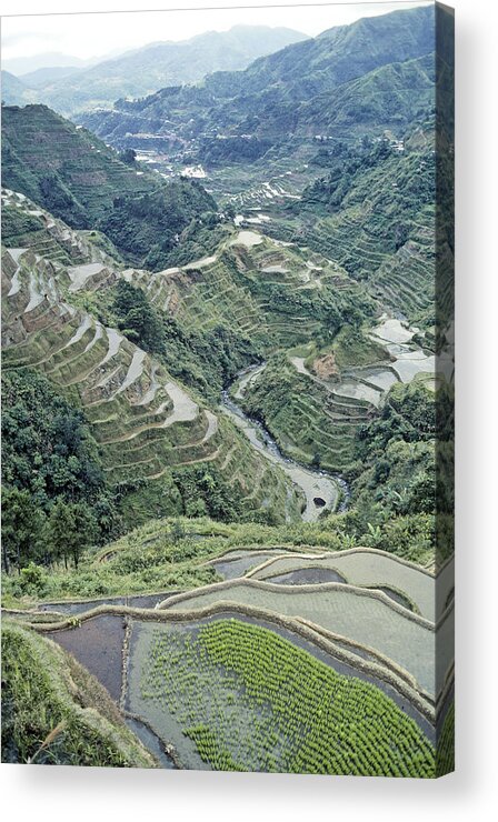 Agriculture Acrylic Print featuring the photograph Banaue Rice Terraces by F. Stuart Westmorland