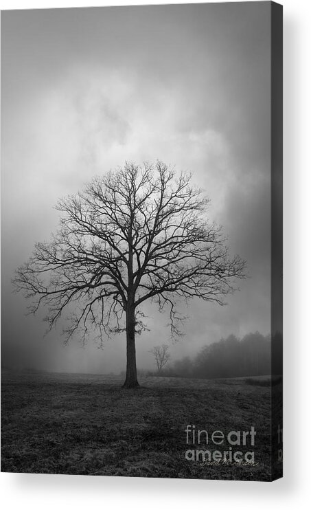 Tree Acrylic Print featuring the photograph Bare Tree And Clouds BW by David Gordon