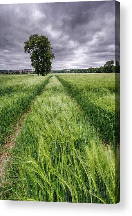 Tranquility Acrylic Print featuring the photograph Barley Field, Nottinghamshire by Alex Baxter