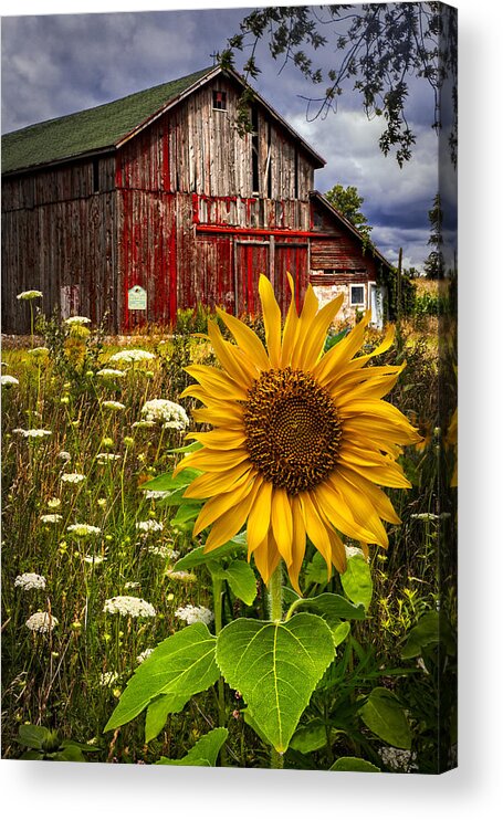 Barn Acrylic Print featuring the photograph Barn Meadow Flowers by Debra and Dave Vanderlaan