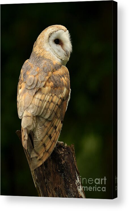 Barn Owl Acrylic Print featuring the photograph Barn Owl at Twilight by Inspired Nature Photography Fine Art Photography