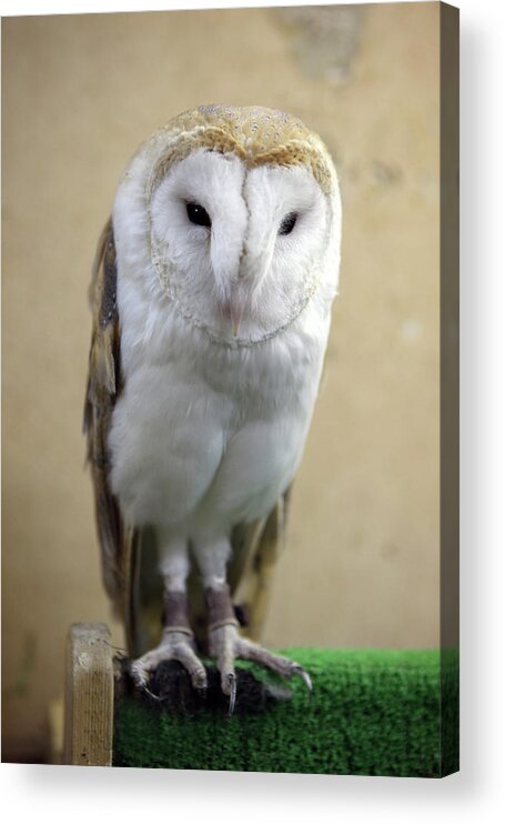 Animal Themes Acrylic Print featuring the photograph Barn Owl by Digipub