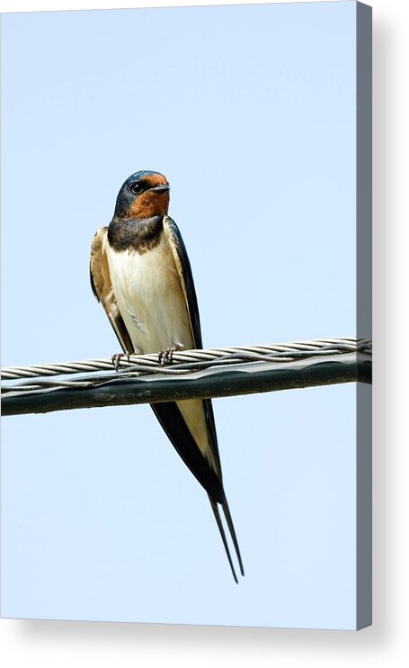 Hirundo Rustica Acrylic Print featuring the photograph Barn Swallow by John Devries/science Photo Library