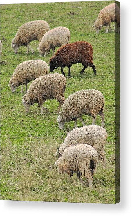 Sheep Acrylic Print featuring the photograph Barnyard Integration by Karl Anderson