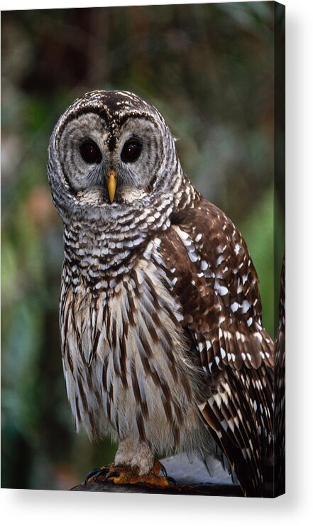 Barred Acrylic Print featuring the photograph Barred Owl by Bradford Martin