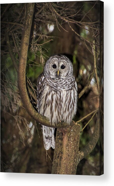 Northern Acrylic Print featuring the photograph Barred Owl by David Gleeson