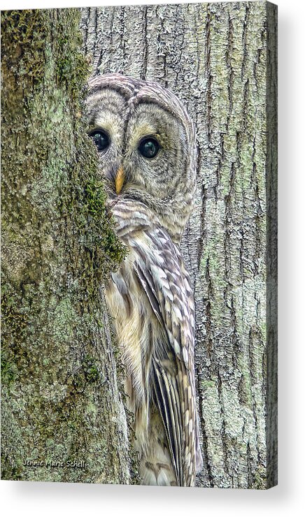 Owl Acrylic Print featuring the photograph Barred Owl Peek a Boo by Jennie Marie Schell