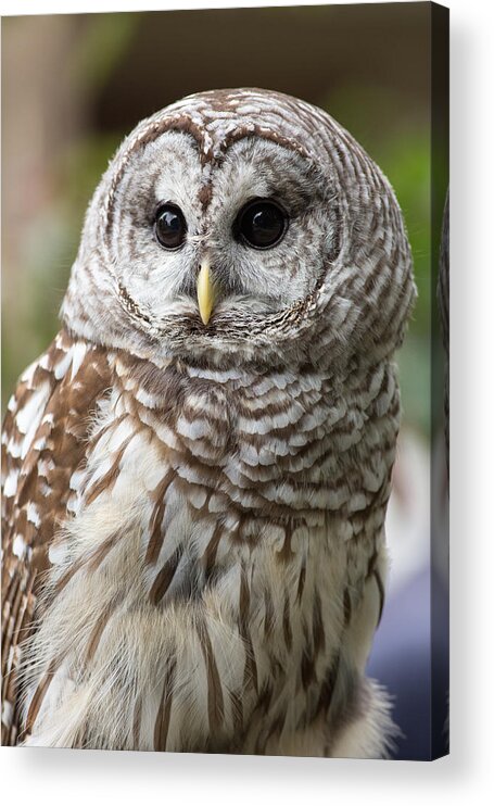 Barred Owl Acrylic Print featuring the photograph Barred Owl Portrait by Dale Kincaid
