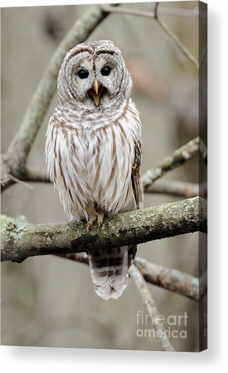 Barred Owl Acrylic Print featuring the photograph Barred Owl Yawning by Scott Linstead