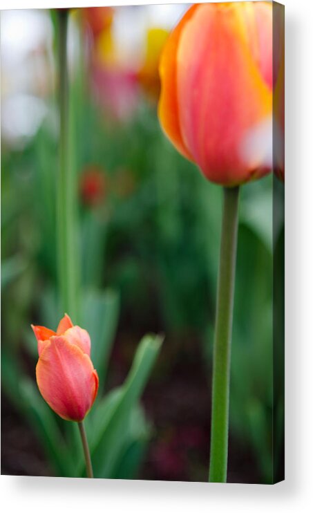 Tulip Acrylic Print featuring the photograph Be Like Mom by Kathy Paynter