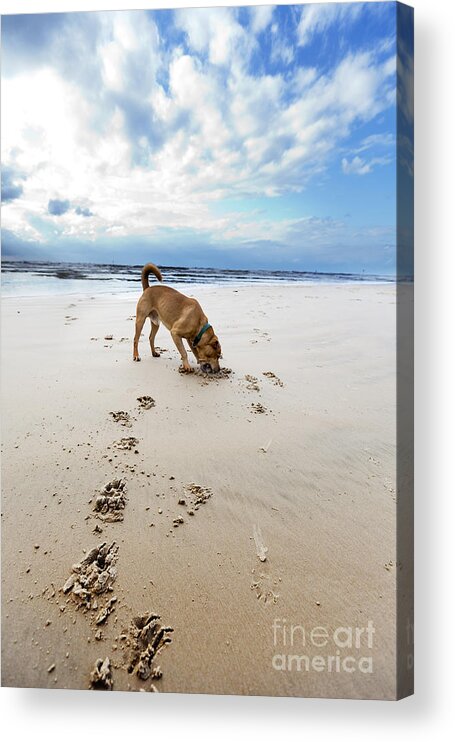 Dog Acrylic Print featuring the photograph Beach Dog by Eldad Carin