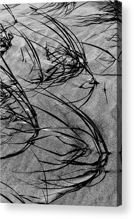 Grass Acrylic Print featuring the photograph Beach Grass Black and White by Mary Bedy