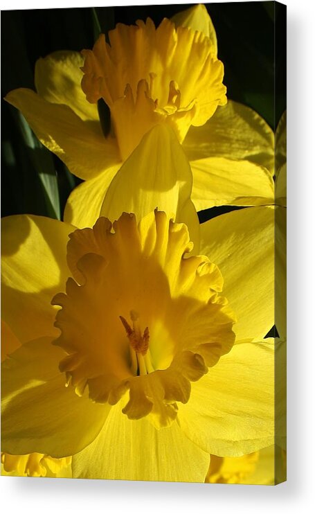Flora Acrylic Print featuring the photograph Beamming Daffodils by Bruce Bley
