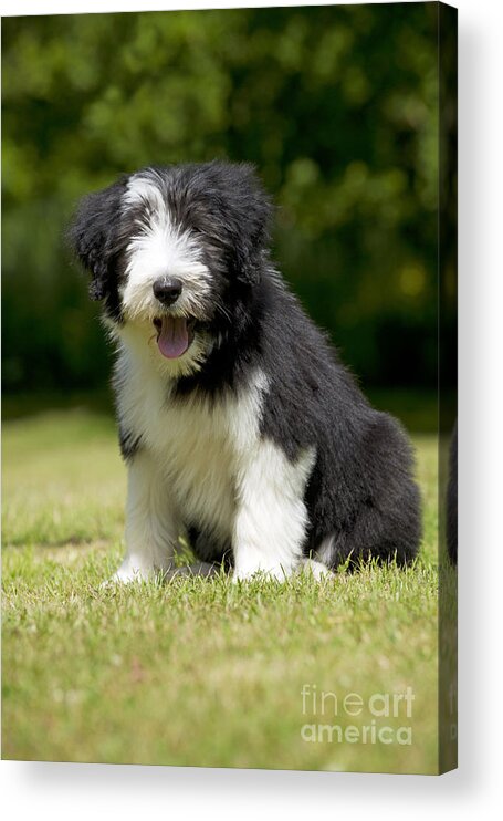 BEARDED COLLIE AND SMALL CHILD CHARMING DOG PRINT MOUNTED READY TO FRAME