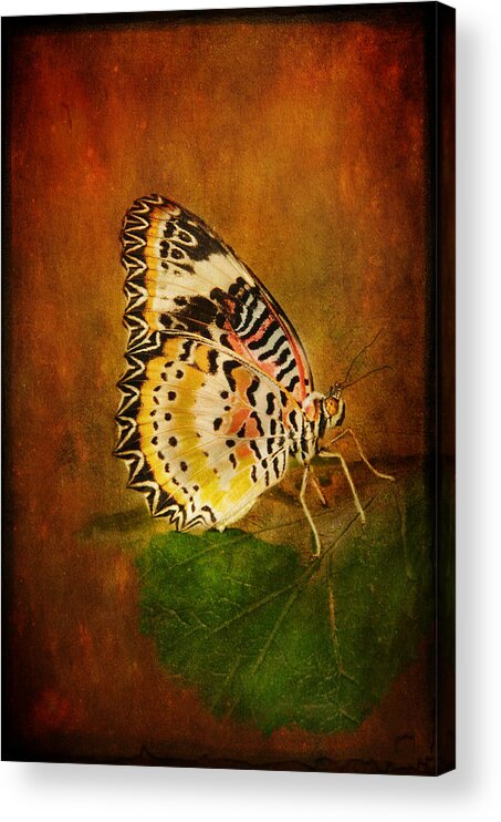 Butterfly Acrylic Print featuring the photograph Beautiful Butterfly by Barbara Manis