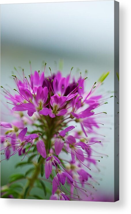  Montana Wild Flower Photographs Acrylic Print featuring the photograph Beautiful Morning by Kevin Bone