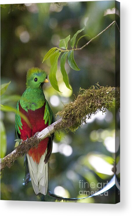 Bird Acrylic Print featuring the photograph Beautiful Quetzal 1 by Heiko Koehrer-Wagner