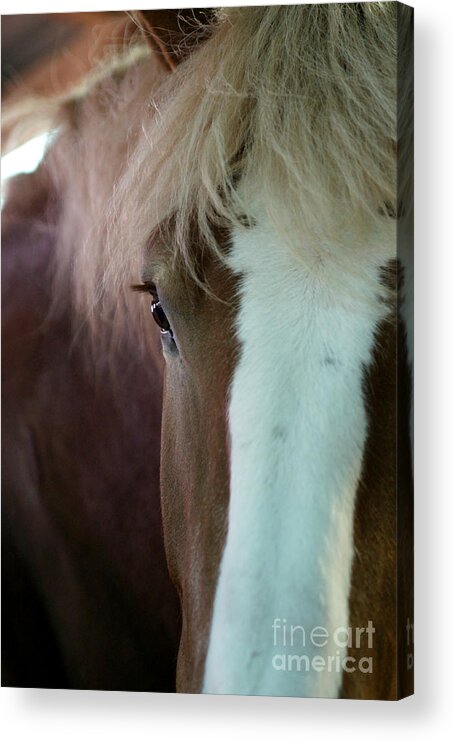 Horse Acrylic Print featuring the photograph Beautiful Within Him Was The Spirit - 1 by Linda Shafer