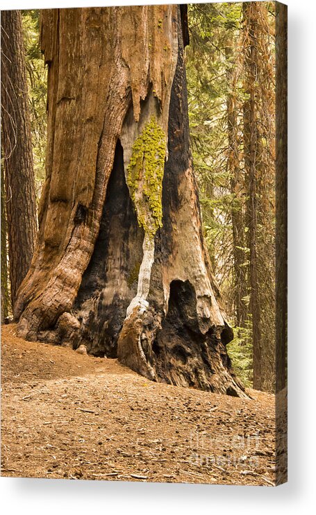 Giant Tree Trees Sequoia National Park California Parks Congress Trail Lightening Scar Burn Scars Odds And Ends Texture Textures Landscape Landscapes Acrylic Print featuring the photograph Beautifully Aged by Bob Phillips