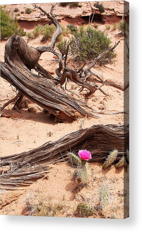Utah Acrylic Print featuring the photograph Beauty Blooming by Bob and Nancy Kendrick