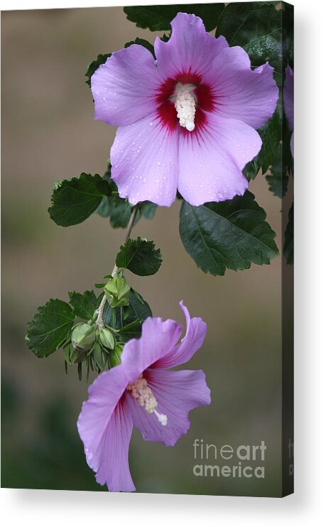 Flora Acrylic Print featuring the photograph Beauty Doubles by Jennifer E Doll