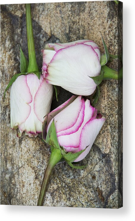 Rose Acrylic Print featuring the photograph Beauty Is In The Imperfections 8 by Angelina Tamez