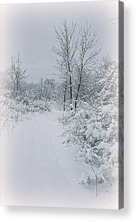 Winter Acrylic Print featuring the photograph Beauty Of Winter by Kay Novy