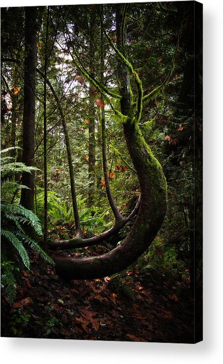 Cougar Mountain Acrylic Print featuring the photograph Beckoning Us by Lynn Wohlers