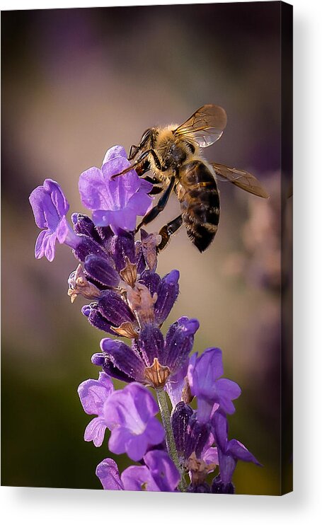 Bee Acrylic Print featuring the photograph Honeybee Working Lavender by Len Romanick
