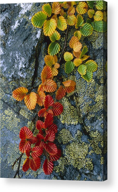 Feb0514 Acrylic Print featuring the photograph Beech Leaves In Fall Colors Tasmania by Grant Dixon