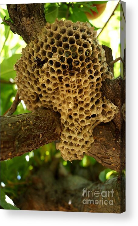 Bees Acrylic Print featuring the photograph Bees in the Peach Tree by Kerri Mortenson