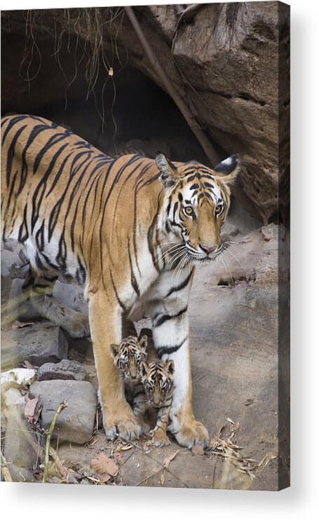 Feb0514 Acrylic Print featuring the photograph Bengal Tiger And Cubs Bandhavgarh Np by Suzi Eszterhas