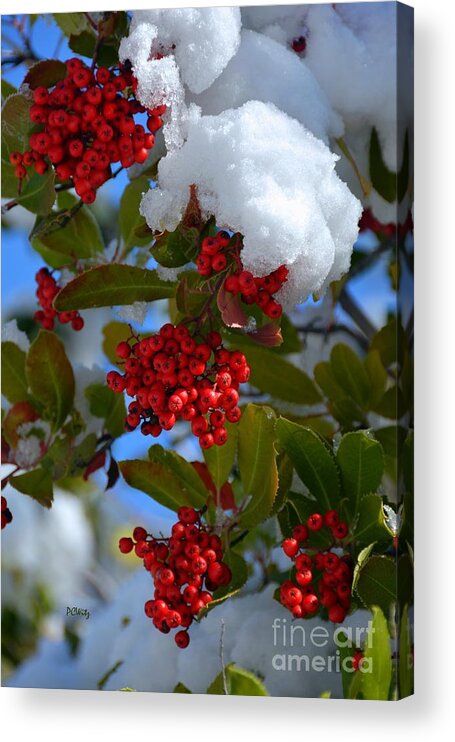 Berry Cold Outside Acrylic Print featuring the photograph Berry Cold Outside by Patrick Witz