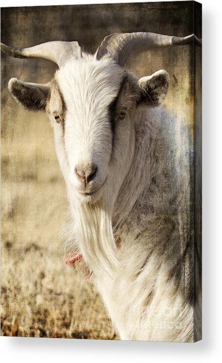Goat Acrylic Print featuring the photograph Billy Goat by Pam Holdsworth