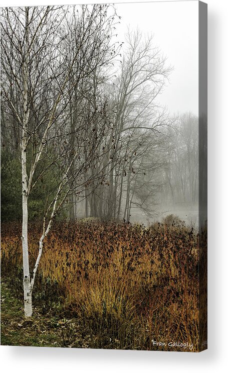 Birch Acrylic Print featuring the photograph Birch in Winter by Fran Gallogly