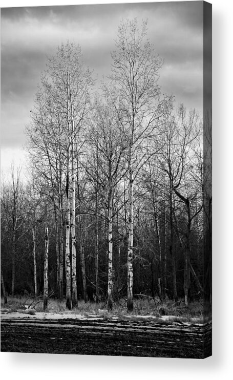 Landscape Acrylic Print featuring the photograph Birch Trees by Lindsey Weimer