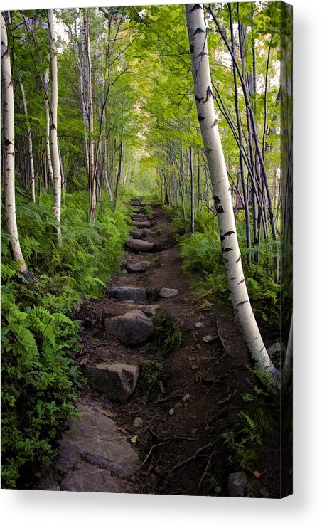 Hike Acrylic Print featuring the photograph Birch Woods Hike by Donna Doherty