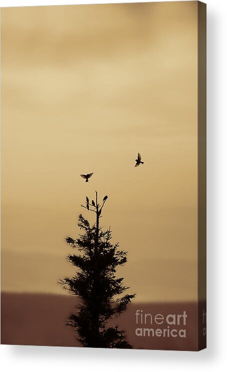 Birds Acrylic Print featuring the photograph birds flying and landing in tree Dolly Sods by Dan Friend