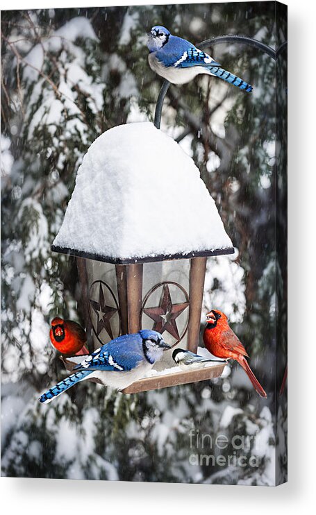 Birds Acrylic Print featuring the photograph Birds on bird feeder in winter by Elena Elisseeva