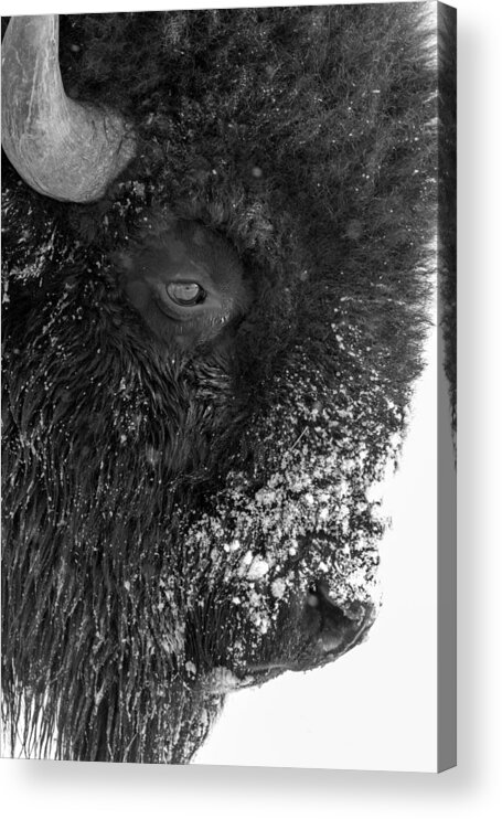 Bison Acrylic Print featuring the photograph Bison in Black and White by Tony Hake